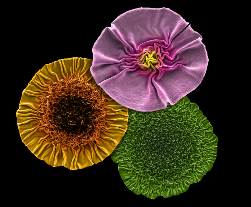 圖片關(guān)鍵詞